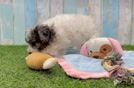 Meet Santana - our Havapoo Puppy Video