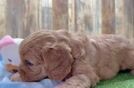 Fluffy Cavapoo Poodle Mix Pup