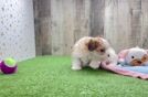 Energetic Bichon Habanero Purebred Puppy