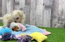 Maltipoo Pup Being Cute