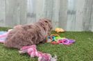 Smart Mini Aussiedoodle Poodle Mix Pup