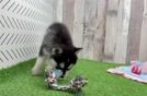 Pomsky Pup Being Cute