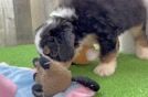 Mini Bernedoodle Puppy for Adoption