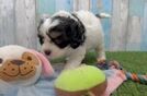 Cavapoo Pup Being Cute