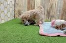Popular Maltipoo Poodle Mix Pup