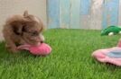 Shih Poo Pup Being Cute