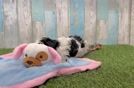 Energetic Havadoodle Poodle Mix Puppy