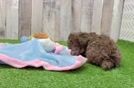 Friendly Poodle Purebred Pup