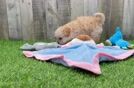 Funny Maltipoo Poodle Mix Pup