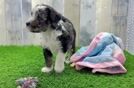 Playful Cocker Doodle Poodle Mix Puppy