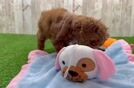 Best Poodle Baby