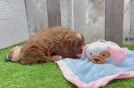 Energetic Cavoodle Poodle Mix Puppy