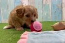 Cavapoo Pup Being Cute