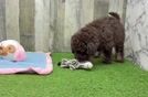 Adorable Labrapoo Poodle Mix Puppy