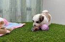 Teddy Bear Puppy for Adoption