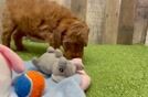 Cavapoo Pup Being Cute