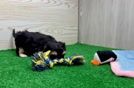 Smart Yorkie Poo Poodle Mix Pup