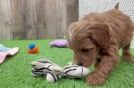 Cavapoo Puppy for Adoption