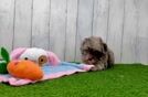 Little Havadoodle Poodle Mix Puppy