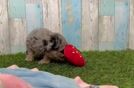 Poochon Pup Being Cute