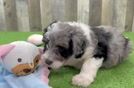 Mini Aussiedoodle Puppy for Adoption