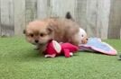 Pomachon Puppy for Adoption
