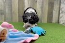 Mini Bernedoodle Puppy for Adoption