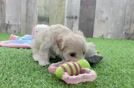 Smart Maltipoo Poodle Mix Pup