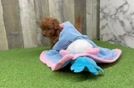 Funny Mini Goldendoodle Poodle Mix Pup