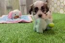 Teddy Bear Puppy for Adoption