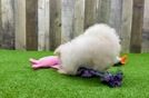 Best Maltese Baby