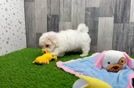 Meet Leonardo - our Maltipoo Puppy Video