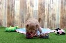 Meet Kashmere - our Maltipoo Puppy Video