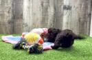 Havapoo Puppy for Adoption
