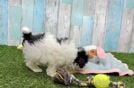 Little Havadoodle Poodle Mix Puppy