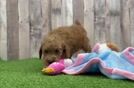 Energetic Pooodle Purebred Puppy