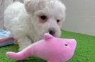 Little Bichon Frise Baby