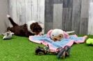 Best Mini Aussiedoodle Baby