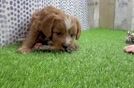 Cavapoo Pup Being Cute