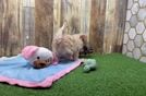 Meet Oaklyn - our Maltipoo Puppy Video