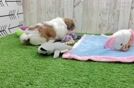 Meet Bailey - our Shih Tzu Puppy Video