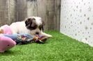 Energetic Cavoodle Poodle Mix Puppy