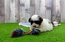 Meet Eduardo - our Havanese Puppy Video