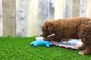 Small Mini Goldendoodle Baby