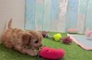 Cavapoo Puppy for Adoption