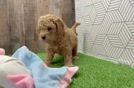 Friendly Mini Goldendoodle Baby