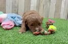 Mini Goldendoodle Puppy for Adoption
