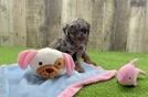 Funny Poodle Baby