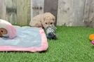 Adorable Moodle Poodle Mix Puppy