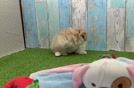 Maltipoo Puppy for Adoption